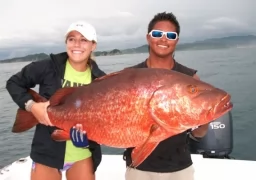 CUBERA SNAPPER