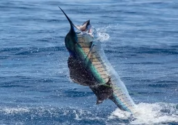 Releasing a Sailfish